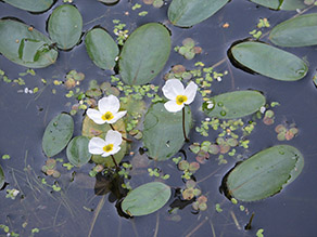 Pflanze in einem Gewässer mit grünen Schwimmblättern und weißen, aufragenden Blüten Pflanze in einem Gewässer mit grünen Schwimmblättern und weißen, aufragenden Blüten