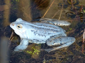 Ein blauer Frosch sitzt in einem flachen Gewässer auf Algen