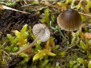 Bocksriemenzunge, Hymantoglossum hircinum, Rote Liste 2 in Bayern
