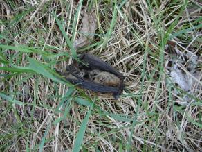 Tote Fledermaus, an einer Windkraftanlage gefunden Tote Fledermaus, an einer Windkraftanlage gefunden